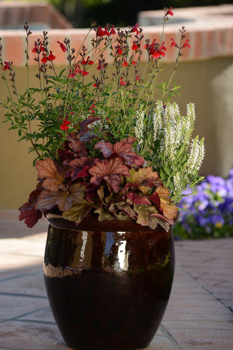 Autumn Sage Adds Long-Lasting Color And Pollinator Appeal