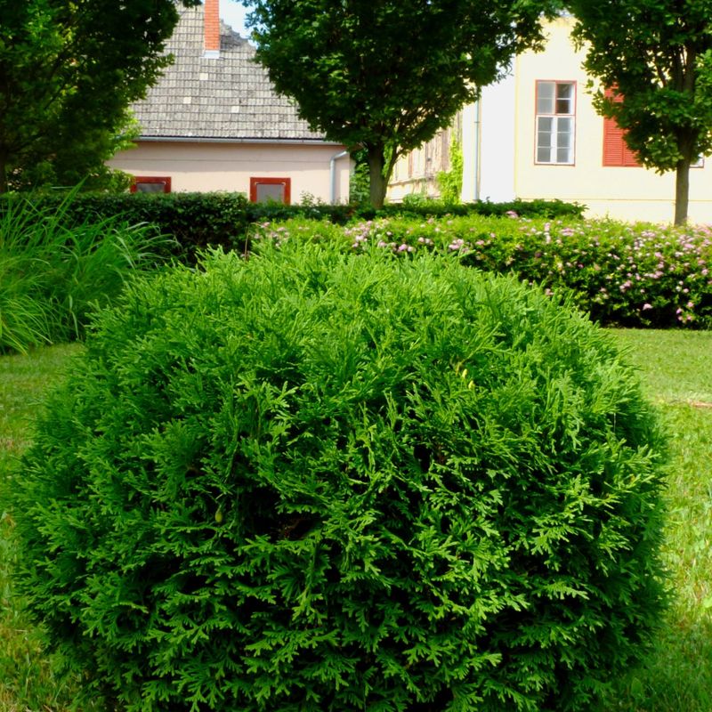 Little Giant Arborvitae Adds Easy Year-Round Form