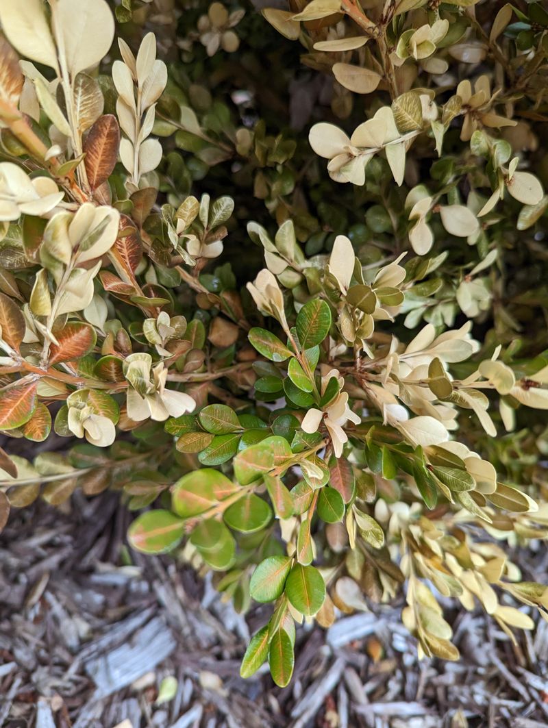 Watch Closely For Boxwood Blight