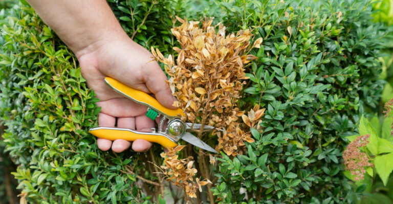 Georgia April Tips For Boxwood Care