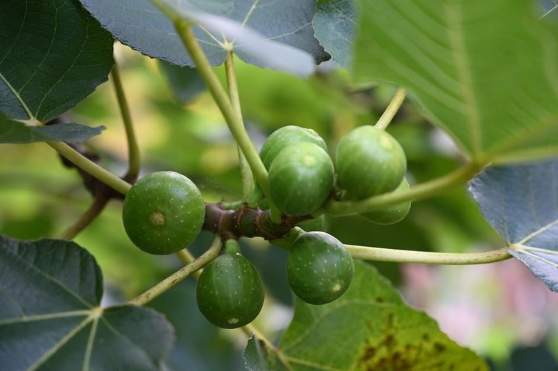 Fig Trees Bring Early Fruit In Warm Georgia Yards