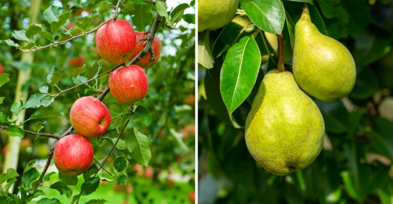 Georgia Fruit Trees That Can Start Producing Sooner Than You Might Expect