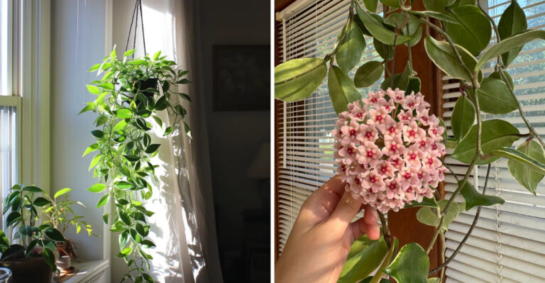 Georgia Gardeners Are Using These Tricks To Grow And Bloom Hoya Indoors