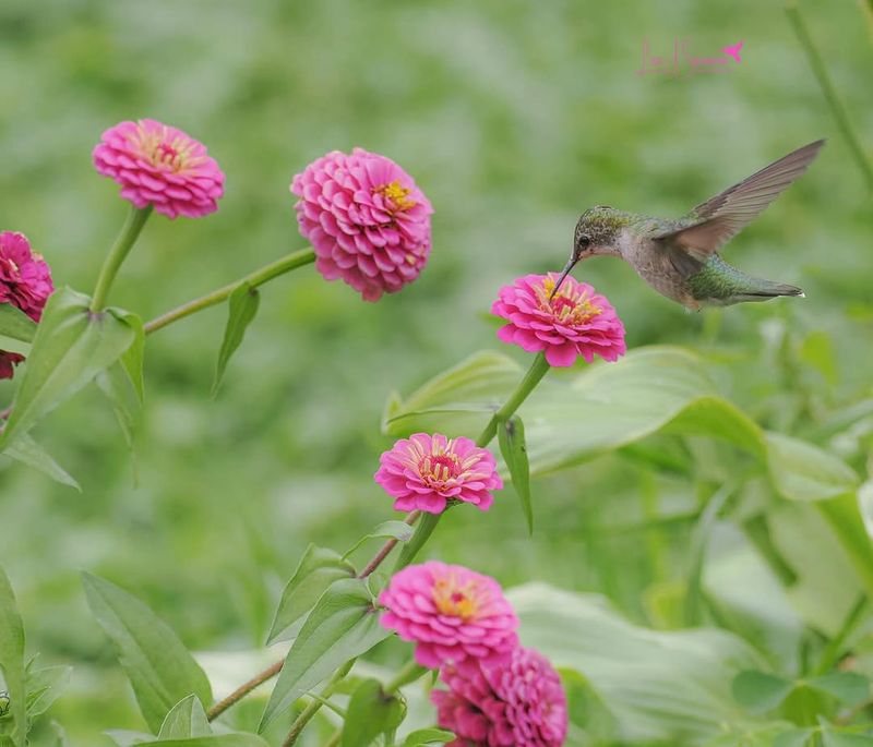 Zinnia Brings Bright Color And Hummingbirds