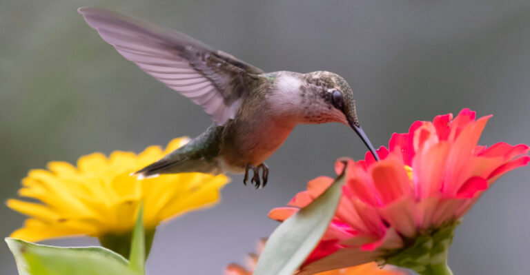 Georgia Gardeners Can Sow These 11 Hummingbird-Favorite Plants In April