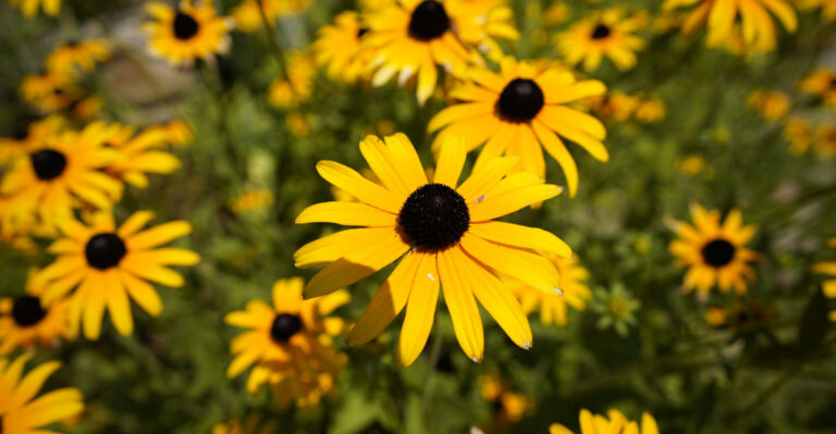 Georgia Native Plants To Plant In April