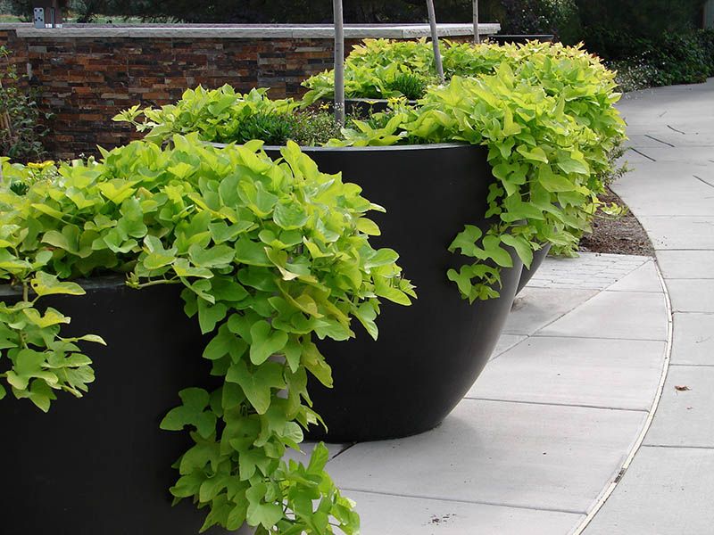 Sweet Potato Vine Spills Over Containers With Bold Foliage