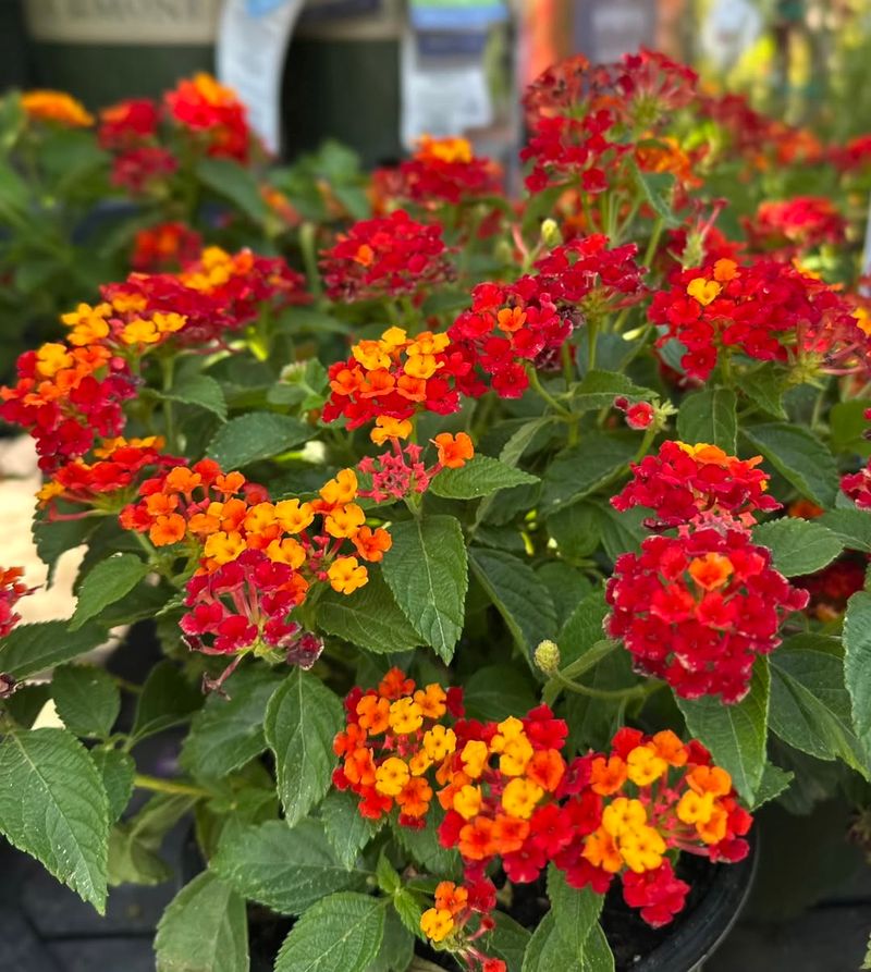 Lantana Forms New Roots From Cut Pieces During Warm Weather