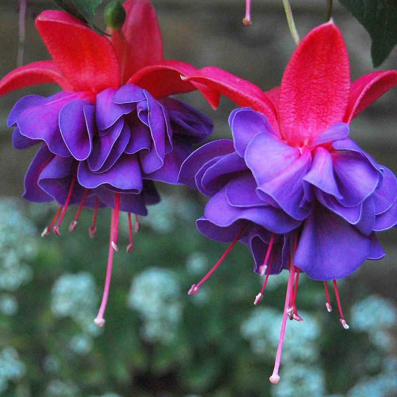 Fuchsia