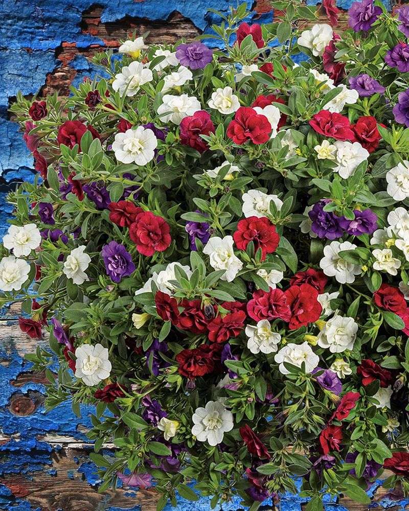 Calibrachoa And Verbena