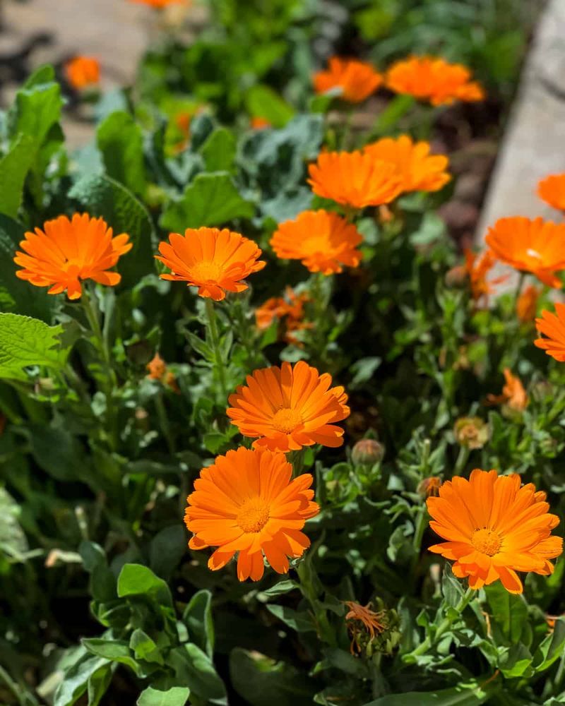 Calendula Grows Stronger With A Little Help