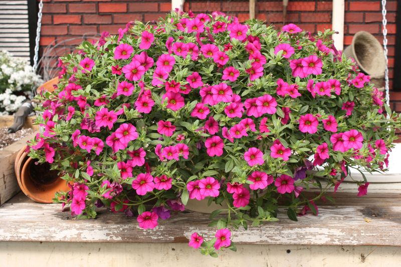 Calibrachoa (Million Bells)
