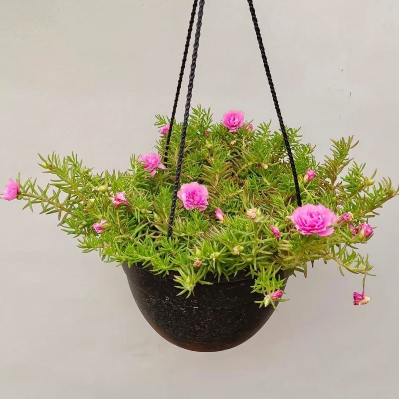 Portulaca Handles Intense Sun And Dry Conditions