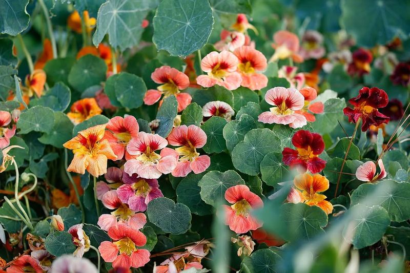 Nasturtiums Are Known To Deter Garden Pests With Their Peppery Scent