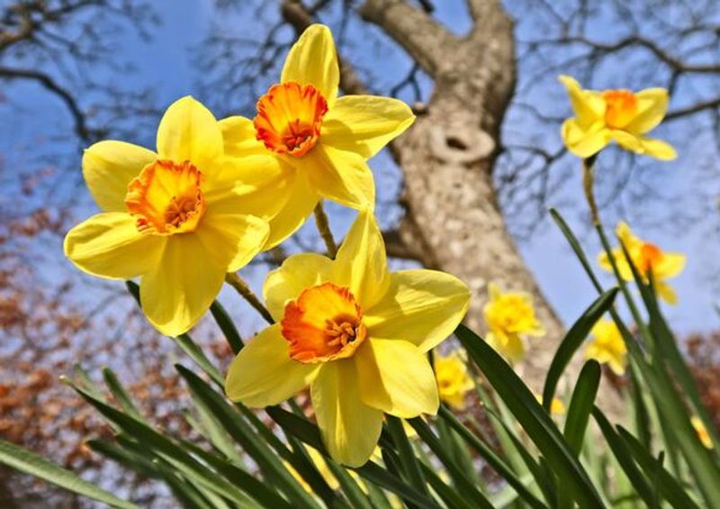 Daffodils