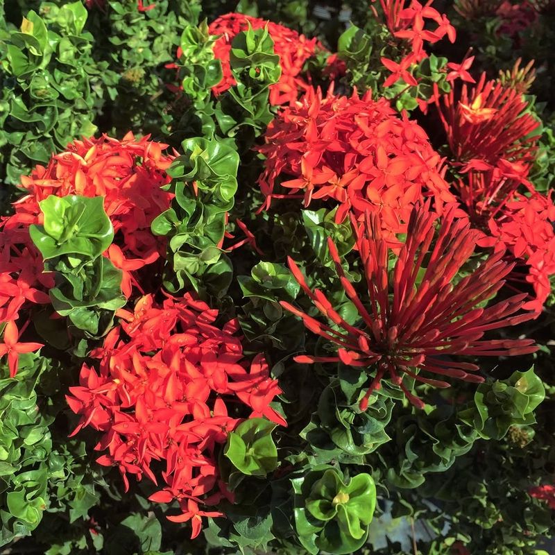 Ixora Benefits From The Right April Feeding In Florida
