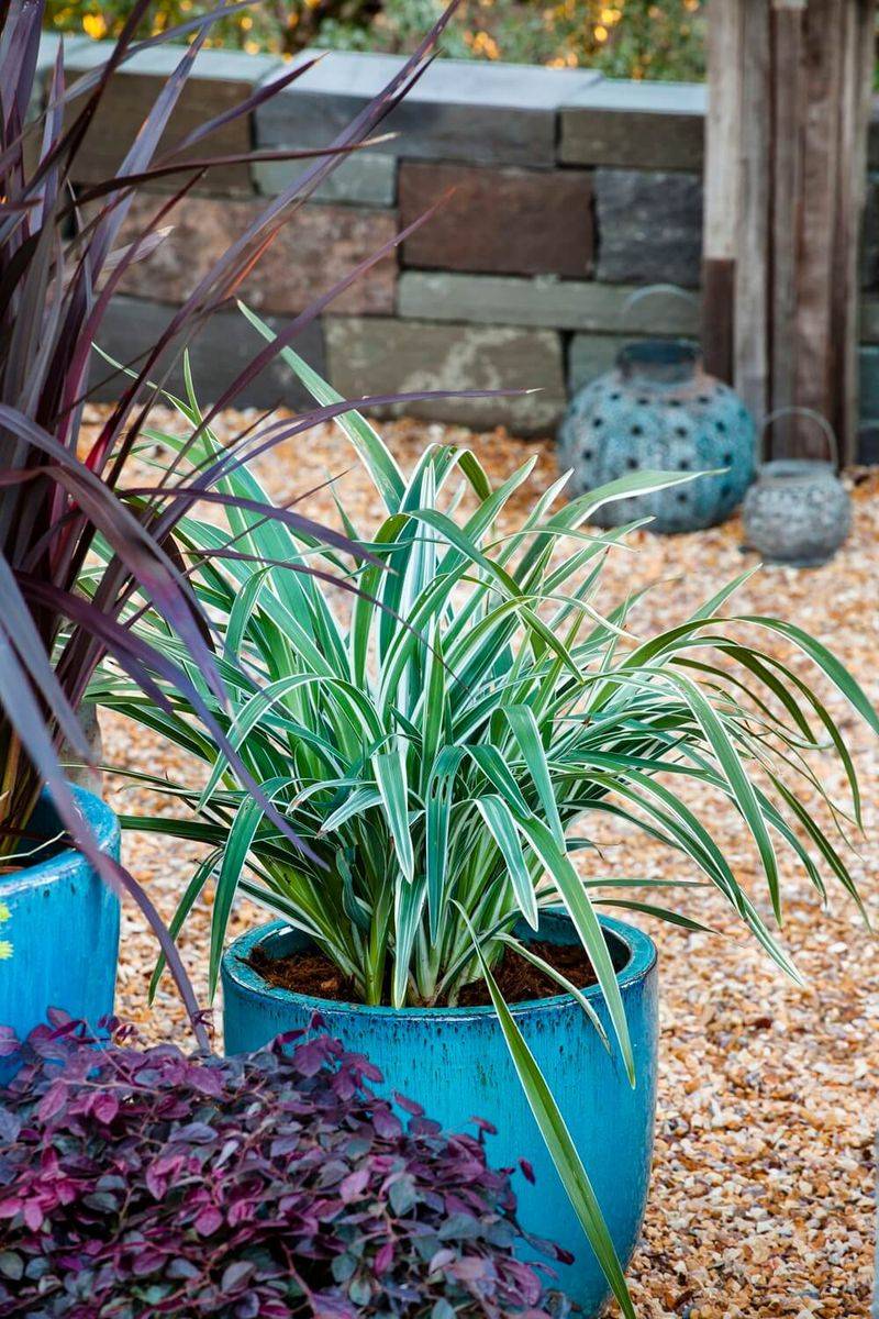 Flax Lily Keeps Pots Looking Fresh Between Blooms