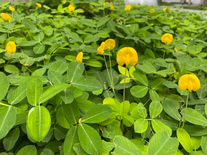Add Mulch-Loving Groundcovers Before Soil Dries Out