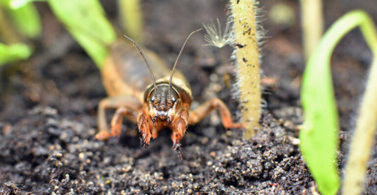Get Rid Of Mole Crickets In Florida Gardens