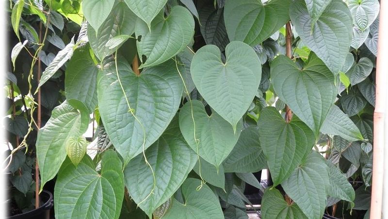 Early Removal Matters Before New Tubers Drop And Spread