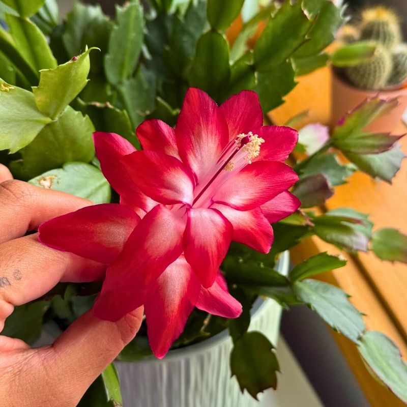 Feeding Your Easter Cactus For Strong Growth