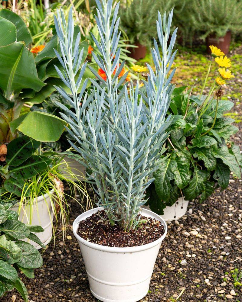 Blue Chalksticks Stay Low And Handle Intense Sun