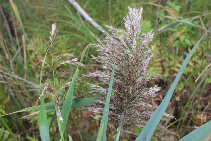 Invasive Phragmites (Phragmites australis)