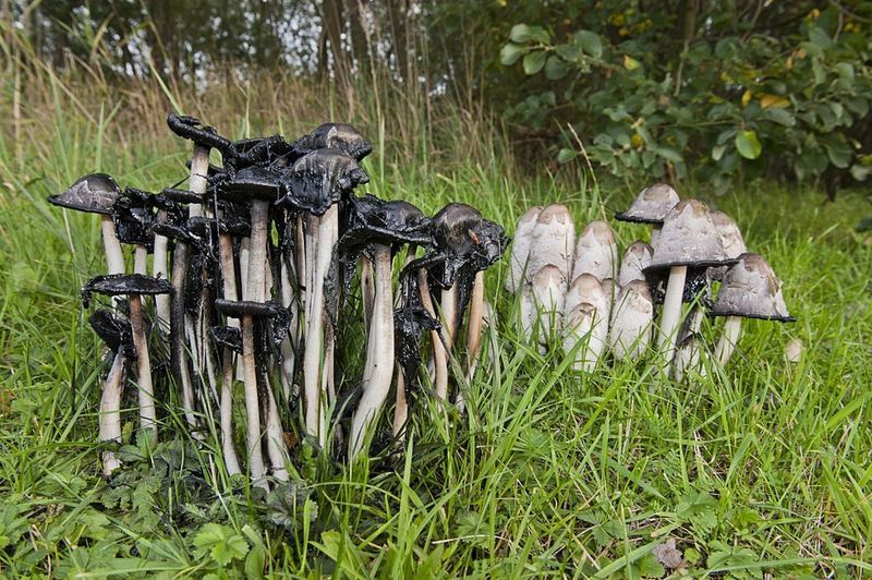 Shaggy Mane Is The Mushroom That Turns To Ink