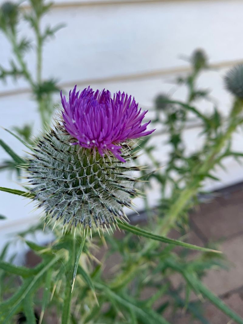 Canada Thistle Spreading Aggressively With Spiny Leaves