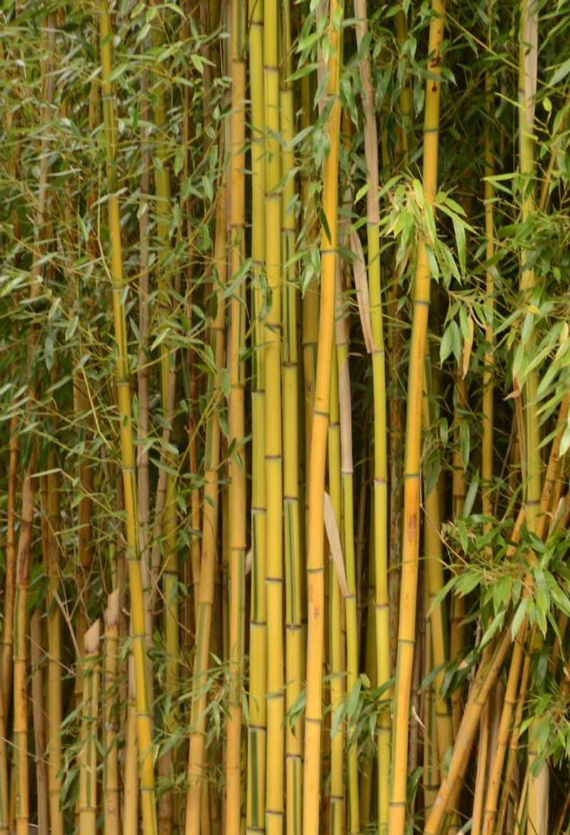 Golden Bamboo