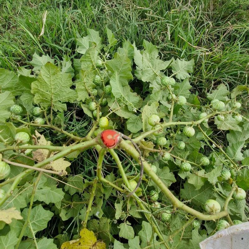 Tropical Soda Apple Identified As A Noxious Weed In The State