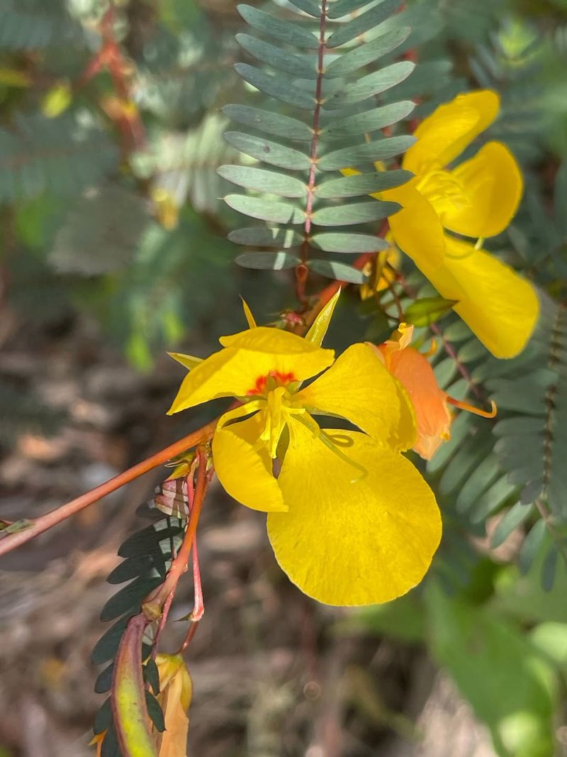 Use Partridge Pea Where Pollinators And Seedlings Are Welcome