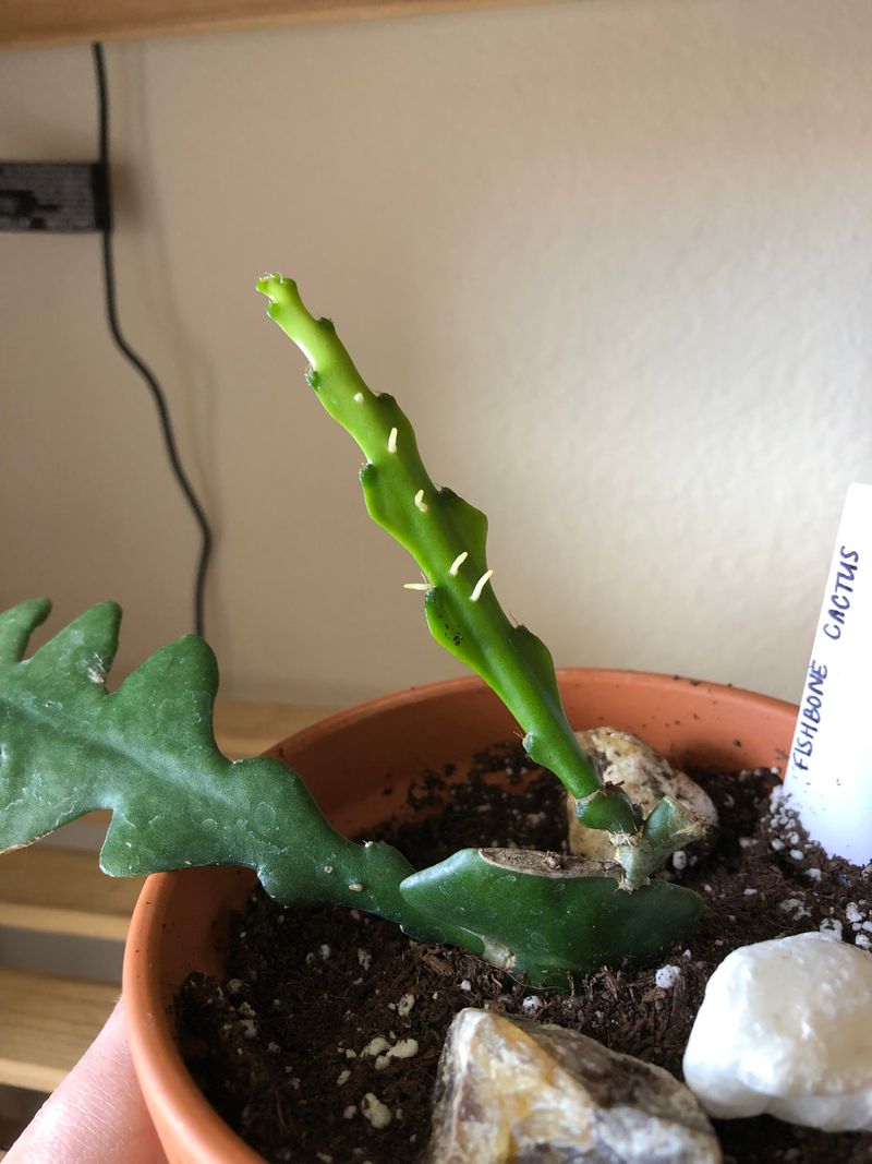 Keep The Roots Slightly Confined In The Pot
