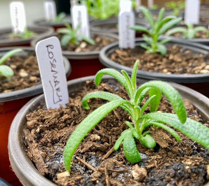 Wait For Roots To Form Before Transplanting