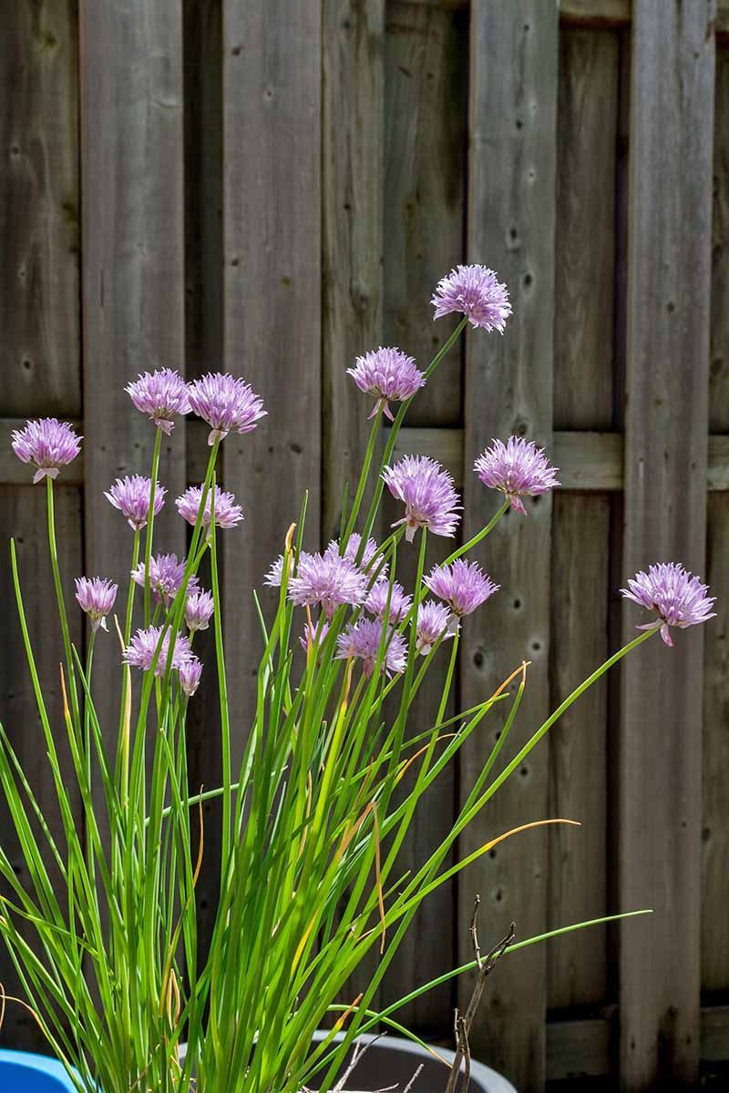 Keep Chives Out Of Rosemary's Drier Mix