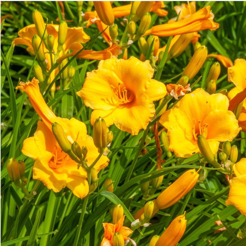 Daylilies Blooming Patterns Throughout The Growing Season
