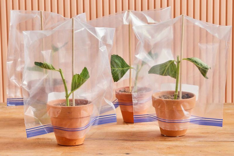 Cover The Pot To Hold Humidity