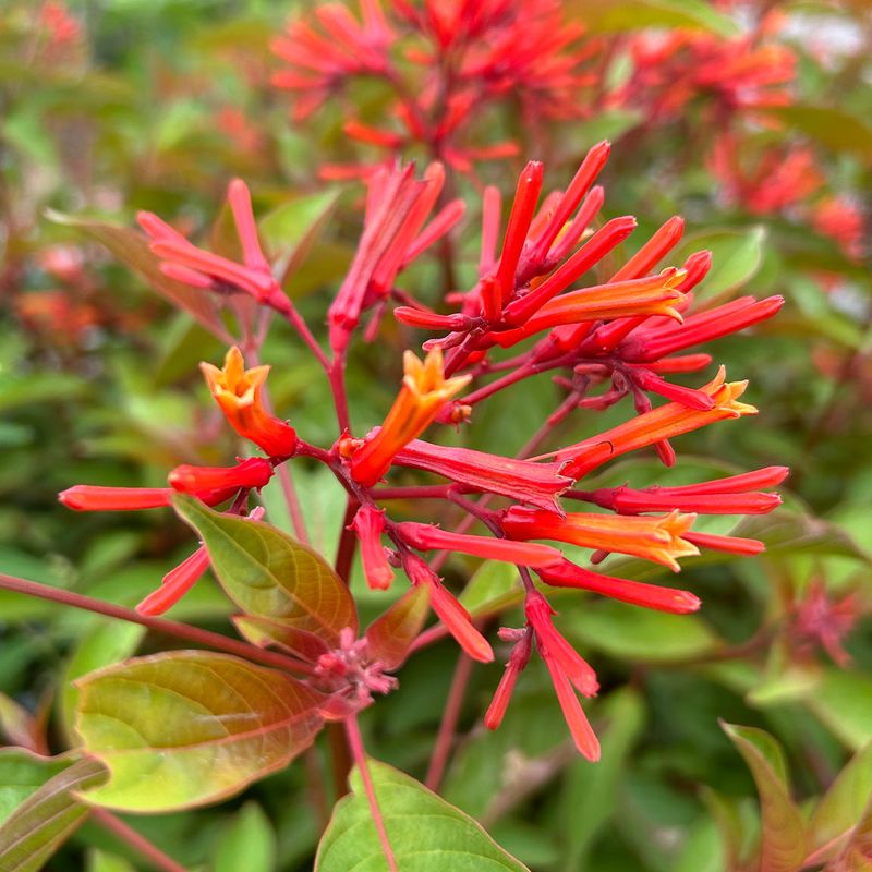 Pair Firebush With Feeders For A Stronger Hummingbird Pull