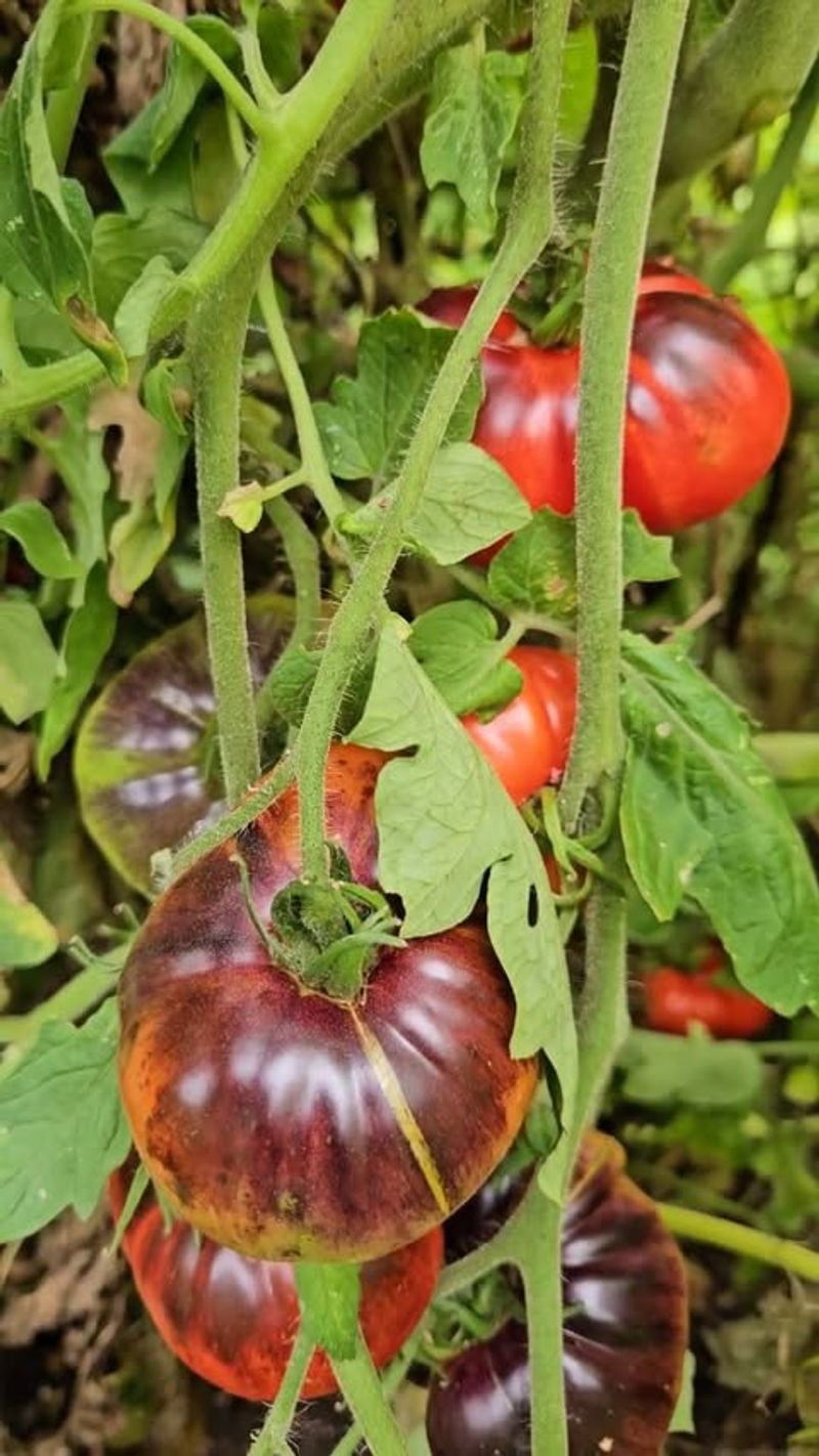 Choose Heat-Tolerant Varieties For Summer Success