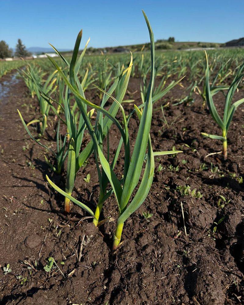 Stop Watering As Bulbs Mature To Prevent Rotting