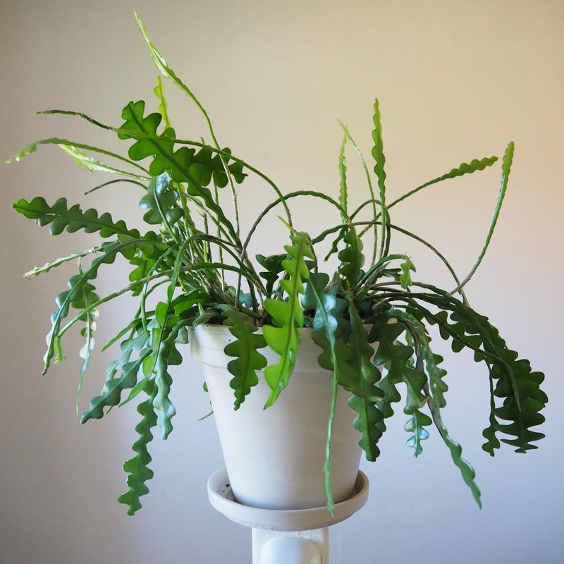 Feed Lightly During Spring And Summer Only