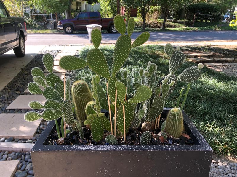 Use Fast-Draining Cactus Soil