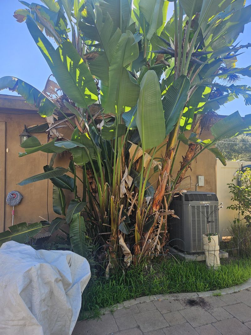 Thin Crowded Growth For Stronger Summer Growth