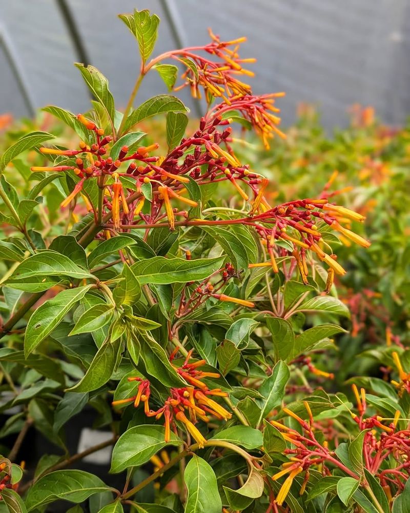 Water Young Firebush Before Summer Heat Builds