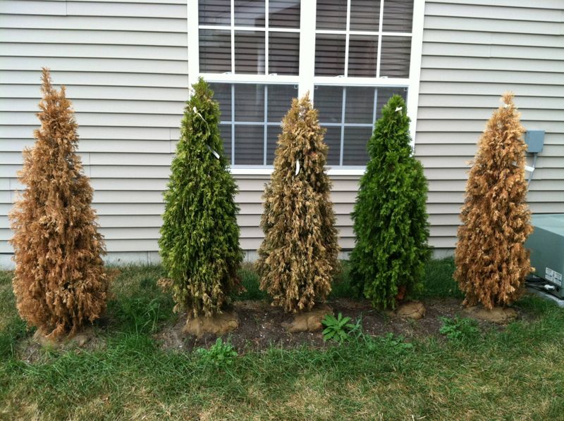 Replace Arborvitae That Are Brown From The Inside Out
