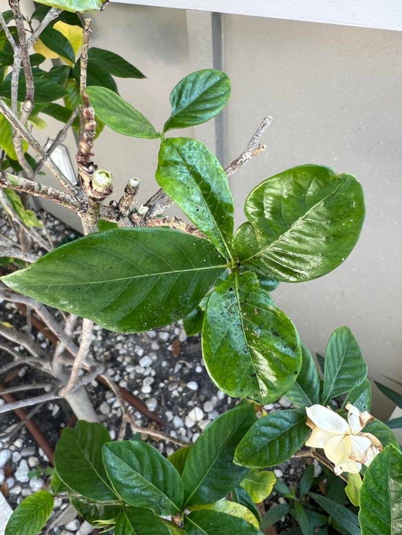 Prune Only After Blooming To Protect Future Flowers