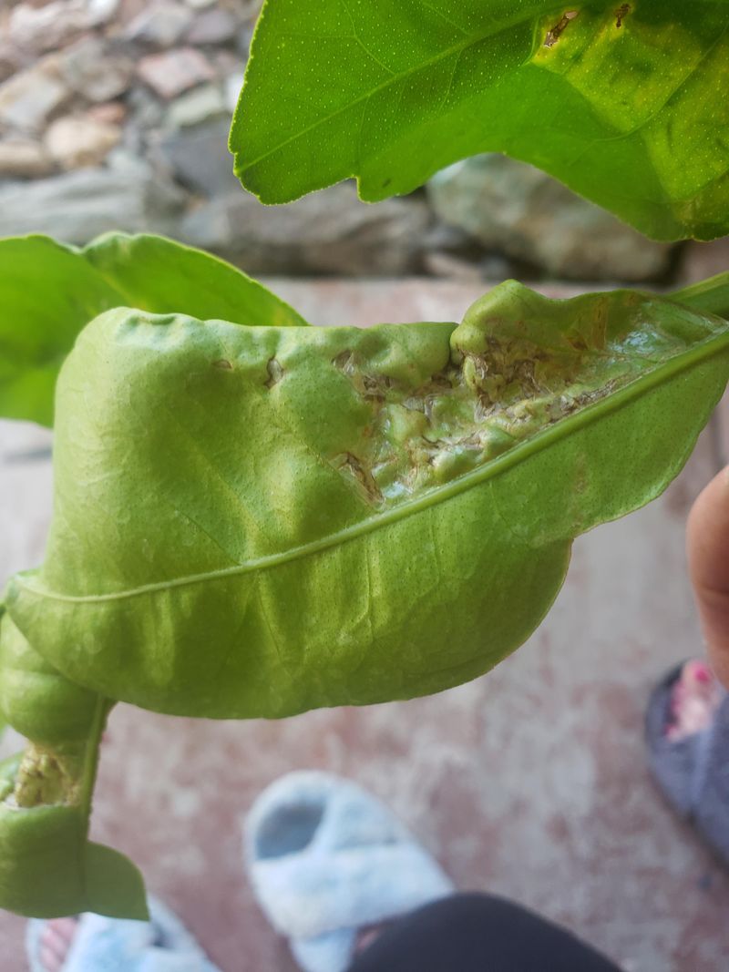 Watch For Spring Pests