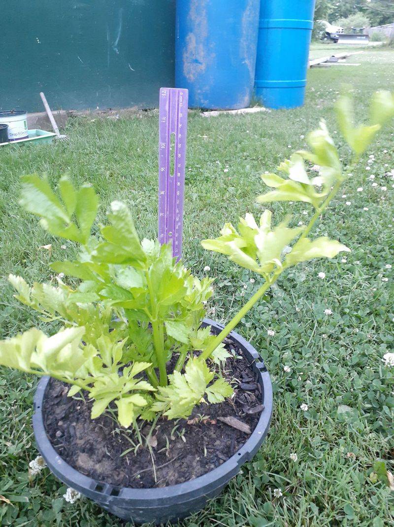 Harvest Leaves And Small Stalks Without Expecting Grocery Store Size