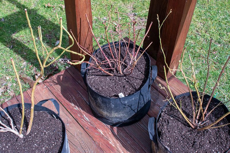 Fertilize Blueberries Around Bloom And Again Later