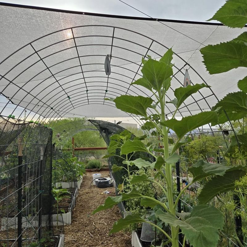 Use Mulch And Shade Cloth In Hot Conditions